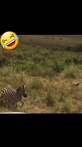67K views · 1.4K reactions | Omg. But the zebra tried | Funpage Arena | Facebook