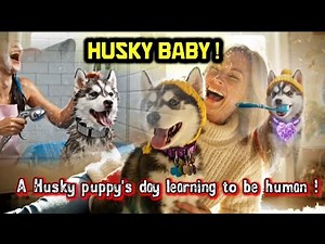 A Husky puppy’s day learning to be Human !