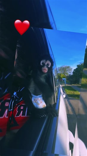 Adorable Spider Monkeys Captivating Hearts on TikTok