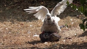 Tauben Vögel Paarung - Free video on Pixabay
