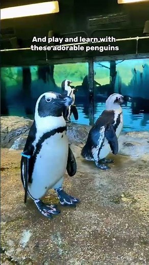 🐧 Penguin Encounter in Texas Caldwell Zoo in Tyler offers a private penguin encounter where you