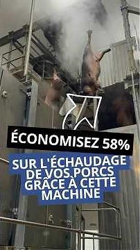 More economical scalding for pigs | The solution that reduces costs