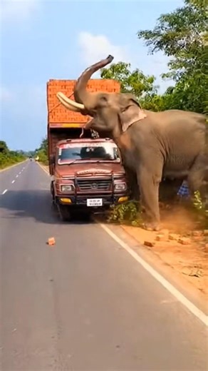 Jungle Se Aaya Hathi 😱 Truck Ke Pass Aadmi Bhaag Gaya | Elephant Attack Scene#elephant #animalattack