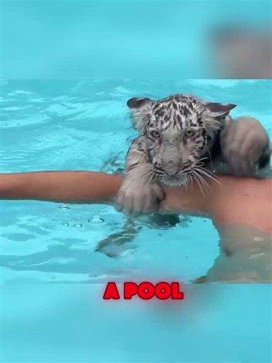 Why do tigers vomit?#animals #animallife #foryou #lovestory #love