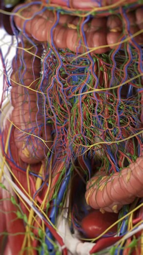 medical_animation on Instagram: "🩸🧬 Vessels of the Intestines: Fueling Digestion & Defending the Body 🧬🩸 Your intestines are supported by a dense, branching network of blood vessels and lymphatics that power digestion and protect your body. 🔹 Arterial Supply: Superior mesenteric artery (SMA) supplies the small intestine, cecum, ascending colon, and most of the transverse colon. Inferior mesenteric artery (IMA) feeds the descending colon, sigmoid colon, and upper rectum. 🔹 Venous Drainage: