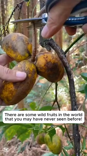 “Found in the Forest： Fruits You Never Knew Existed” #fblifestyle | AOctavio Mcgee