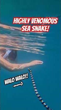 YELLOW LIPPED SEA KRAIT | FREEDIVING | FINLESS FROM THE FIRST DAY | COBRA TEAM DAVAO | COBRA PRINCE