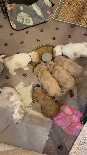 Puppies eating their mush. F1 Cockapoos, 6 weeks old. | ApplebyFarm