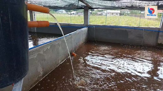 RAS SYSTEM | Catfish Farming Philippines Raymeltv