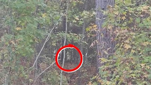 Monkeys spotted rushing through woods after as many as 43 of them escape research facility