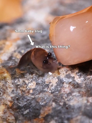 Hand feeding the cutest baby slug #slugs #snail | slug