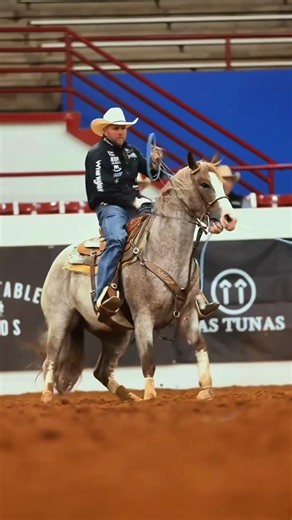Bull caught by cowboy #rodeo #cowboys #roping