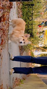 64K views · 3.9K reactions | Maxine's first video! | Maxine the Fluffy Corgi | Facebook