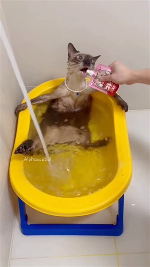 @alphascatlol | “Cat Bath Bloopers” | Instagram
