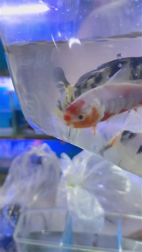 Japanese koi carp #koi #koifish #japanesekoi #sheelafishhouseagra #ronakasija #fish #fishtank