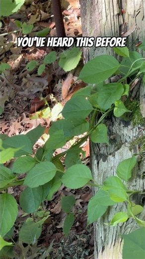 Chipmunk Sounds #natureinreallife #nature