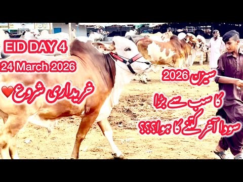 Malir Mandi Karachi Cattle Latest Rates Updates After Ramzan 24March2026| Cow Mandi 2026 |Bakra Eid