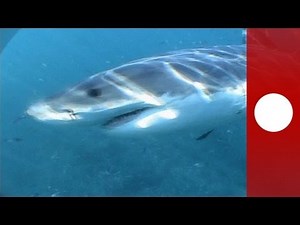 Australien: Jagd auf Killer-Hai erfolglos - Weißer Hai tötet Surfer