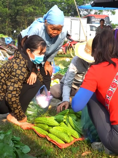 Harvesting Bitter Gourd: A Trip to the Countryside Market