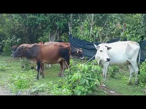 video of a herd of village cows-the sound of cows eating, amazing cow
