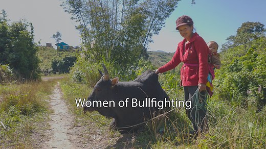In a sport dominated by men, Vab Thoj (Va Thao) strives to raise a champion bull. Va lives in rural Xam Tai district, where the typical cattle will sell for around 20,000,000 kip each ($1,200 USD)...however, a champion bull can sell for as high as 200,000,000 kip ($12,000 USD) in Laos. With a baby on her back, several others to feed, and divorced from her husband, Va has spent three years caring for this bull in hopes that it will mature and fetch a high price; she depends on it to make a living