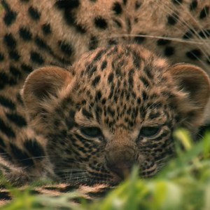 1K views · 45 reactions | Toto the baby leopard is born with a special genetic trait that she shares with her mother: beautiful jade green eyes. Follow her story in brand new Jade Eyed Leopard, tonight at 9pm on WILD UK. Big Cat Week: All day, every day, all week on National Geographic WILD UK. | National Geographic UK | Facebook