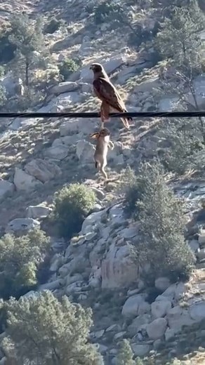 #Eagle #catch #rabbit | Friendly program