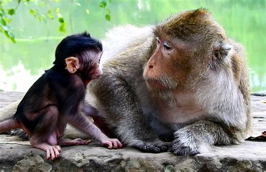 Good obedient newborn baby monkey Tyson sitting listen Mom give advice, Absolutely beautiful newborn baby Tyson learn walk leave Mom meeting friends | Monkey Show