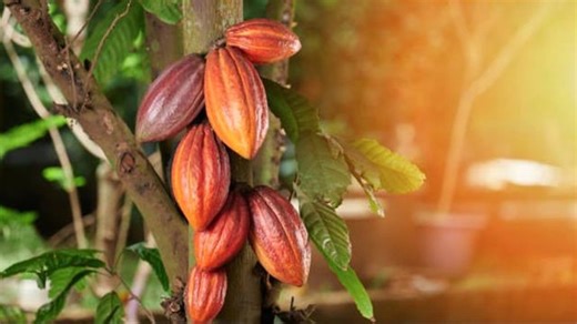 Schokolade mit Geschichte: Forscher entschlüsseln Kakaos Herkunft