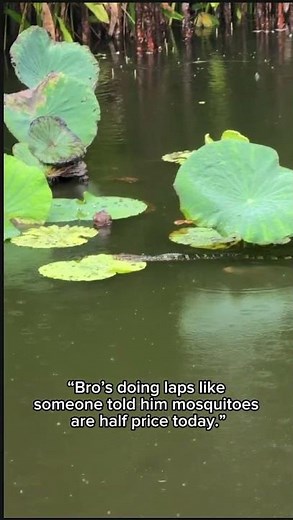 Why Some Lizards Are Great At Swimming
