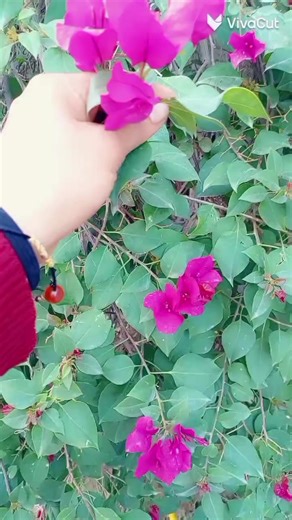 فيديوهات أنشأها عطر الورد🌹💕 (@nj_yuo) باستخدام الصوت الأصلي - عطر الورد🌹💕