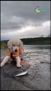 When your dog climbs onto your shoulder like a pirate companion. | Creative Company