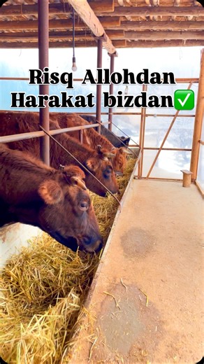 Mol Fermasi / Chorva Fermasi on Instagram: "Harakatdan tòxtamaylik risq allohdan ✅💪🏼 #molboqish #fermerhayoti #sigirlar #dehqonchilik #reelsuz"