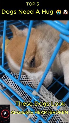 These Dogs Need A Hug 😭🐶 (Top 5 Saddest Dogs)