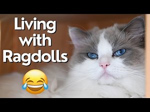 Ragdoll Cat 🐱 What to Expect? Funny Kittens | So Cute