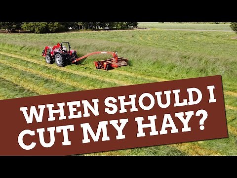 When is the best time to cut hay?