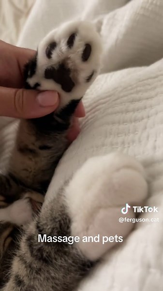 ferguson.ferris on TikTok