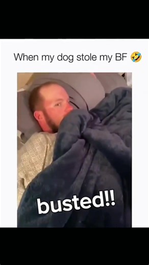 Cute and Funny Dog Moments Compilation