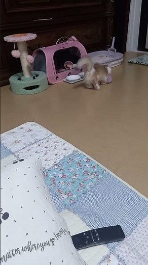 #고양이깨발랄밍키