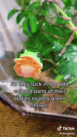 Forgot to meanton the bright colors are to appear poisonous to predators as a defense ☺️ #frog #frogtok #EnvisionGreatness #OverShareInYourUnderwear