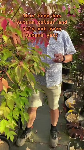 Sensation Maple is a type of Acer Negundo! Fabulous colours 🥰 | Hello Hello Plants & Garden Supplies