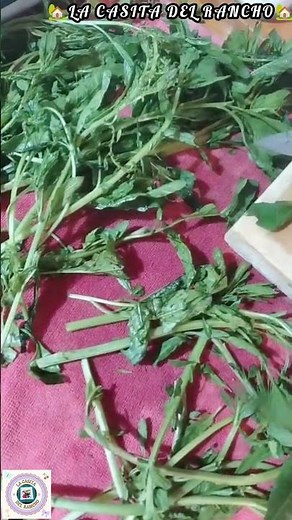 🌿HOW I DRY MY EPAZOTE🌿#fyp #viral #recipes #foryou #cute #food #kitchen