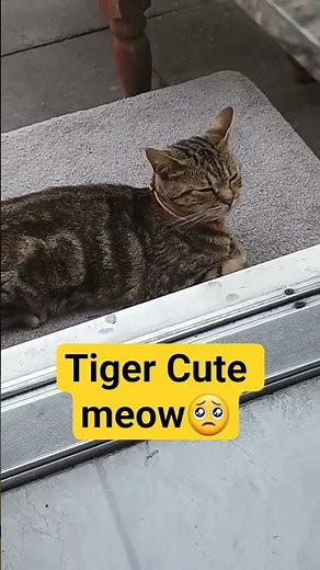 Cute Tiger Meowing so adorable😻