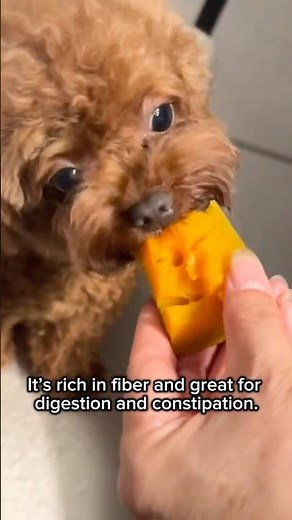 Yogurt & Pumpkin for Dogs? Vet-Approved Tips You Should Know! #DogTips #HealthyDogFood