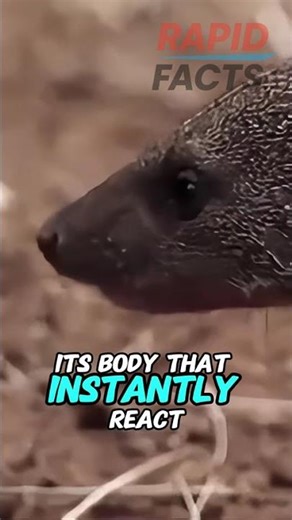 This Bug Can Literally Explode #shorts