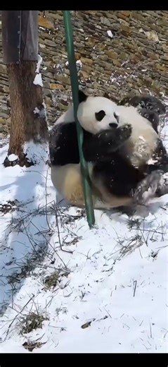 panda crash moment #panda #fail #fall #animals