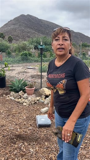 Part 2: Creating a pollinator puddling station is one of the simplest, most beautiful ways to give butterflies, bees, and other beneficial insects the safe water source they desperately need. 🦋💧 This shallow design prevents drownings while offering a natural place to drink. I used repurposed clay roof tiles to create a barrier that keeps out burrowing rodents, then filled the basin with rocks, pebbles, and sand to mimic a creek bed. A single drip irrigation line keeps the sand moist, giving po