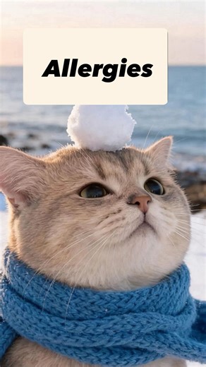 𝓓𝓻.𝓗𝓲𝓿𝓲 𝓗𝓪𝓶𝓮𝓮𝓭 on Instagram‎: "Cats don’t always show allergies the way dogs do sometimes it’s subtle, sometimes it’s messy ——— Common signs include: • Chin acne / blackheads • Swollen lips or face • Twitching or sudden skin rippling • Excessive grooming or hair loss • Vomiting or soft stools • Itchy ears or recurrent ear infections • Redness, scabs, or sores (especially head & neck) ——— How to reduce flare-ups at home: ✔️ Switch to stainless steel bowls ✔️ Improve food quality / tri