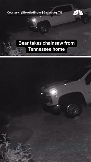 A bear was captured on a home security camera in Tennessee walking off with the homeowner's brand new chainsaw.⁠ ⁠ After the bear wandered onto the property and left a few seconds later with the chainsaw in its mouth, the homeowner eventually found his chainsaw in the woods, near what appeared to be a bear's den. #nbcla | NBC LA