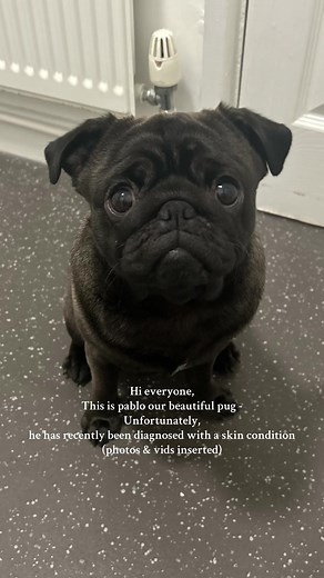Help Our Pug Recover from Skin Condition
